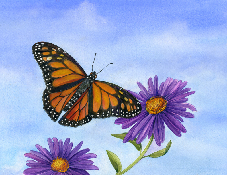 Mindy Lighthipe – Botanical Artist