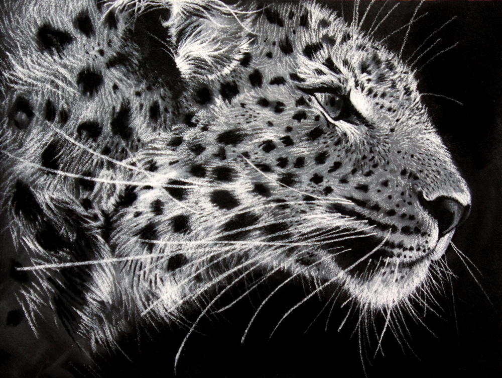 Online Class: Drawing Wild Animals