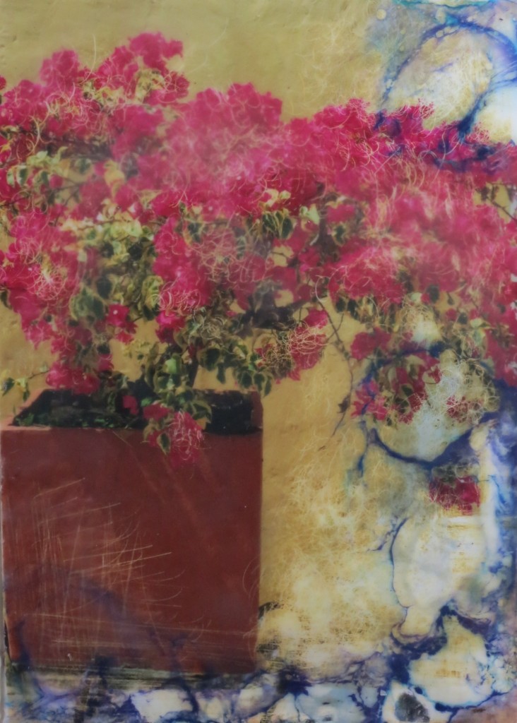 Shary Bartlett bouganvillia colombia