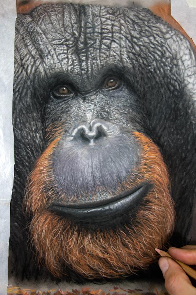 Jason Morgan: Wildlife Painting Resources