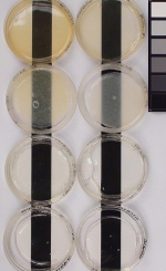 Raw acrylic polymers. Left row heat aged for 400 hours t 140° F.